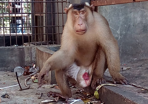 Scorpion Insists Autonomous Local Government to End Cruelty to Animals in Bengkulu Zoo, Sumatra! (July 11, 2016)